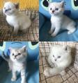 Для ценителей настоящих породистых шотландцев