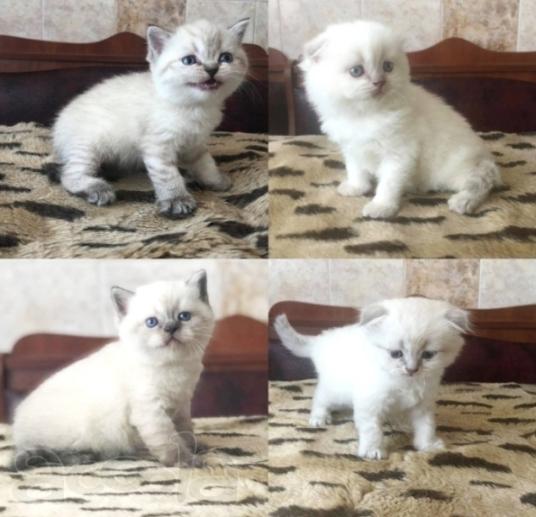 Супер котята шотландцы
