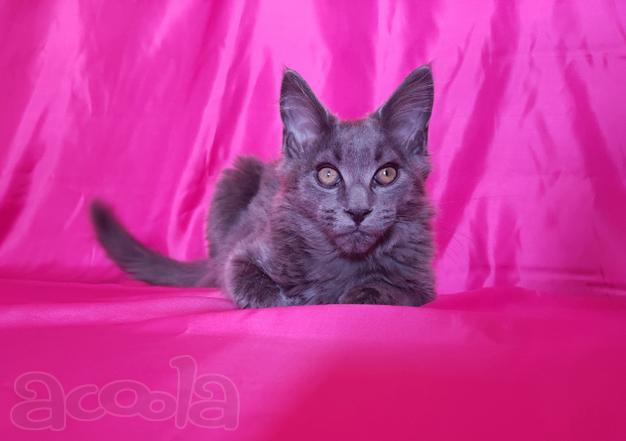 Продам хорошенького котенка мейн-куна